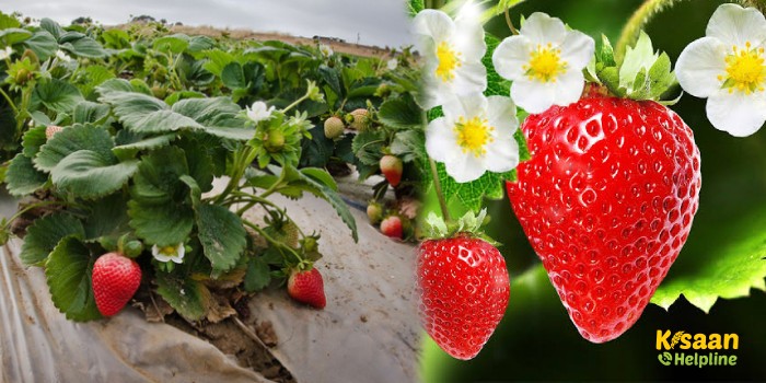 जानिए स्ट्रॉबेरी की उन्नत खेती के बारे में